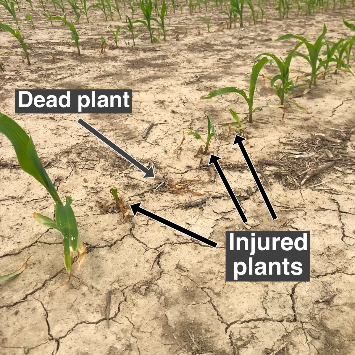 Erick Larson tweet media