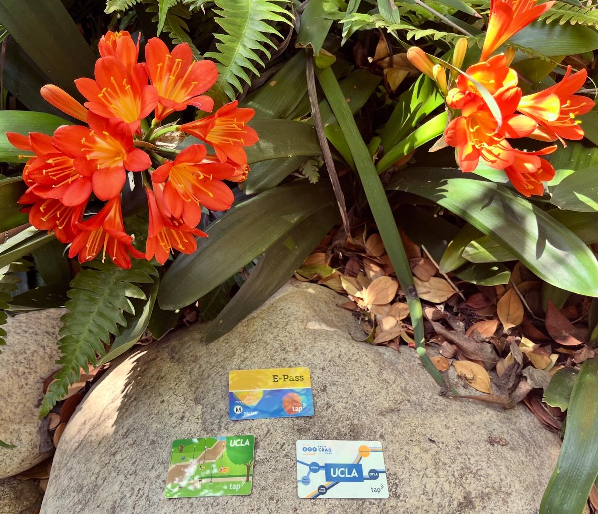 UCLA Transportation tweet media