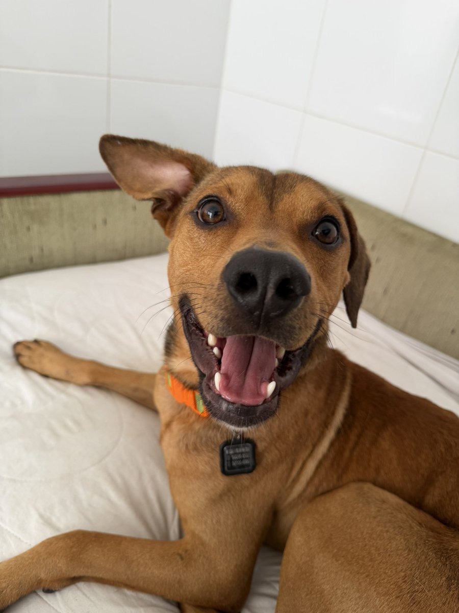 casadoviralata's tweet photo. Nosso príncipe guerreiro está pronto para ser feliz em um lar de amor, seguro, com afeto e definitivo

Corrente e maus-tratos nunca mais!
Simba é extraordinário, por tudo que passou ainda assim só sabe entregar amor

Levo até você pela capital de São Paulo

ADOTE!!! https://t.co/PyNvixzJVD
