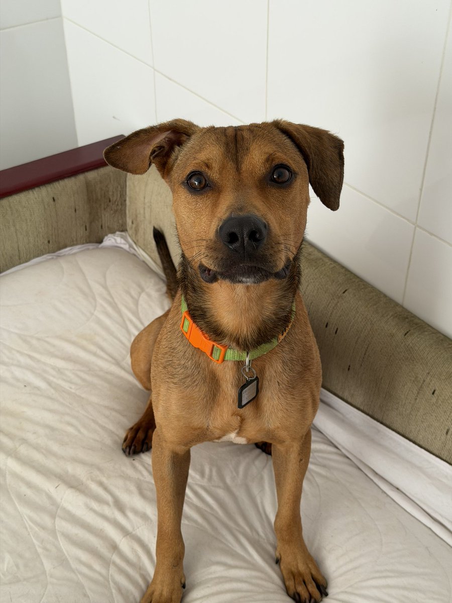 casadoviralata's tweet photo. Nosso príncipe guerreiro está pronto para ser feliz em um lar de amor, seguro, com afeto e definitivo

Corrente e maus-tratos nunca mais!
Simba é extraordinário, por tudo que passou ainda assim só sabe entregar amor

Levo até você pela capital de São Paulo

ADOTE!!! https://t.co/PyNvixzJVD