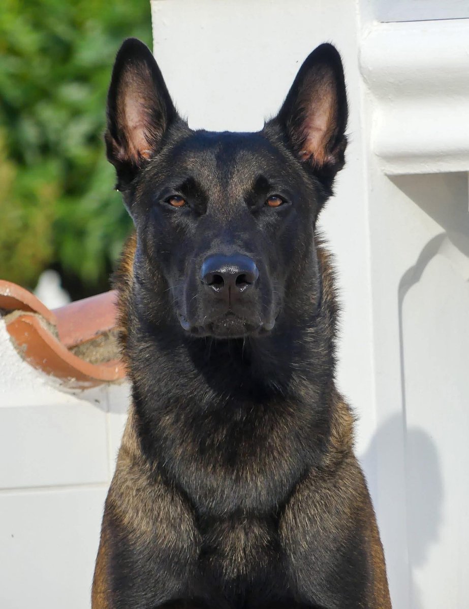 John Lee Pettimore tweet media