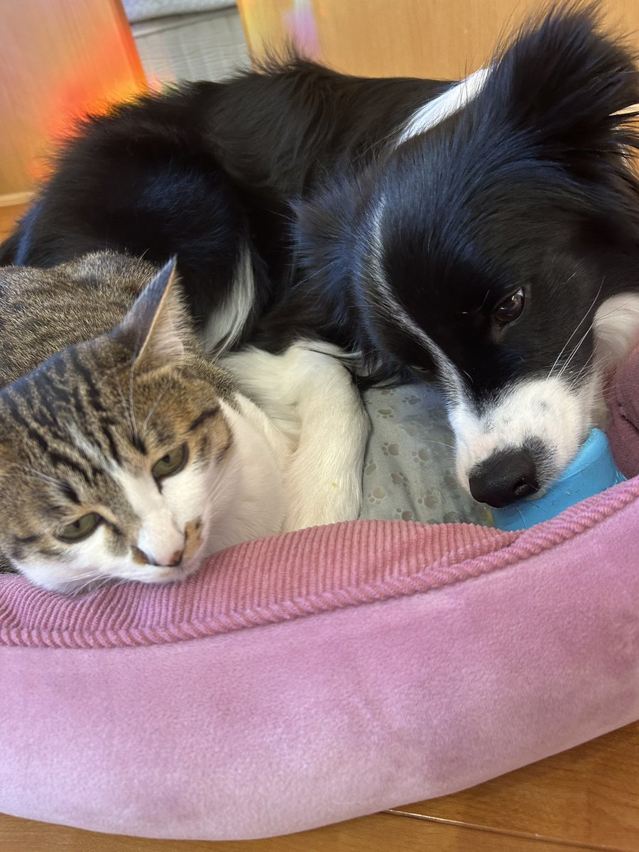 ボーダーコリーしずく tweet media