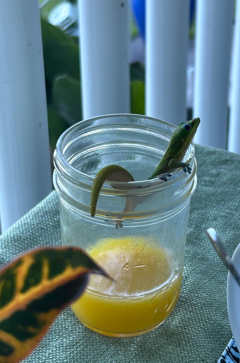 obligatory traveler tweet media