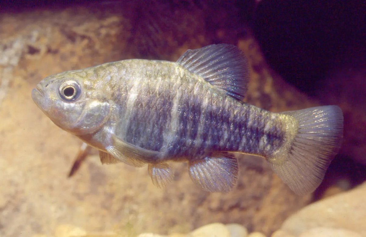 California Curated tweet media