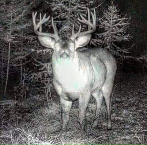 Not Al Fredo 🦌 tweet media