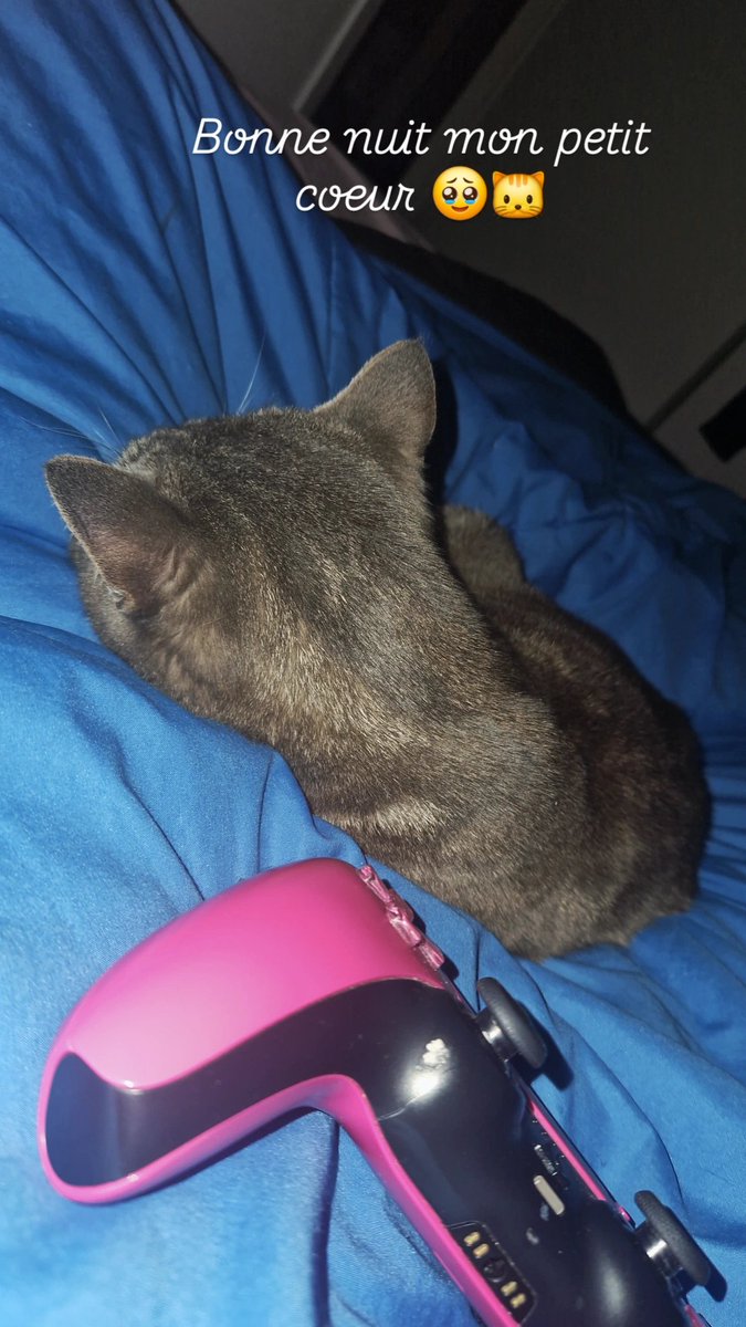 genschillimpact's tweet photo. Good night mon petit coeur 🥹🐱
#Chat #Catowner https://t.co/BDOXTjuI09