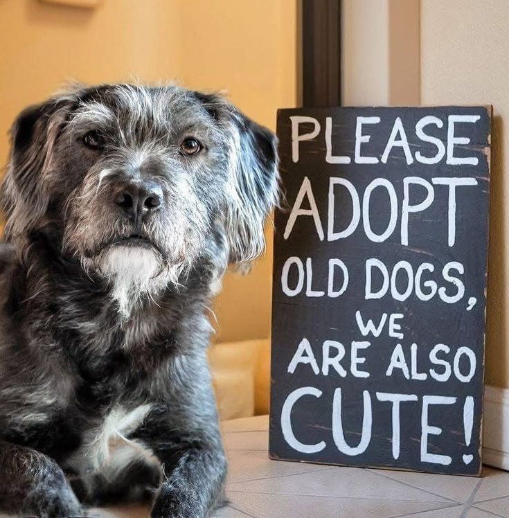 Dog Lovers tweet media