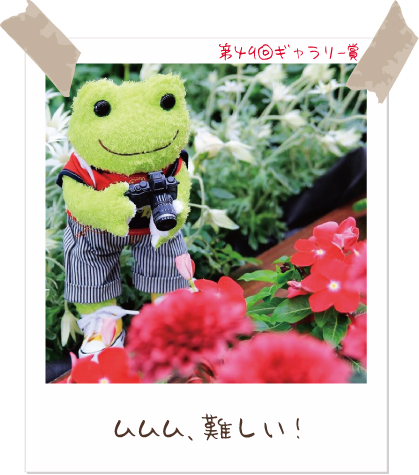かえるのピクルス/pickles the frog tweet media