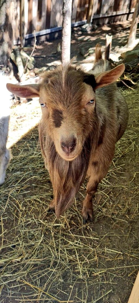 🐐Winston🌈Thatcher🌈Domino, Walnut, Jasper🐐 tweet media