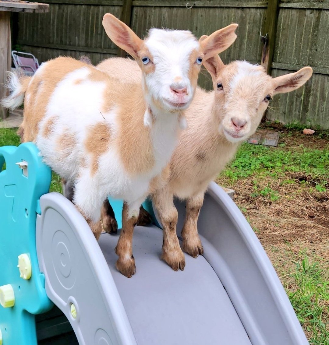 🐐Winston🌈Thatcher🌈Domino, Walnut, Jasper🐐 tweet media