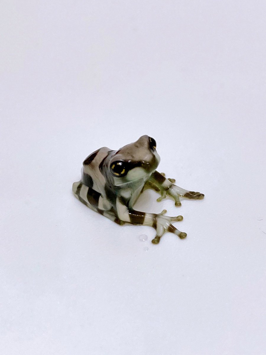 ELMER l エルマー@4/26(日) JH静岡 tweet media