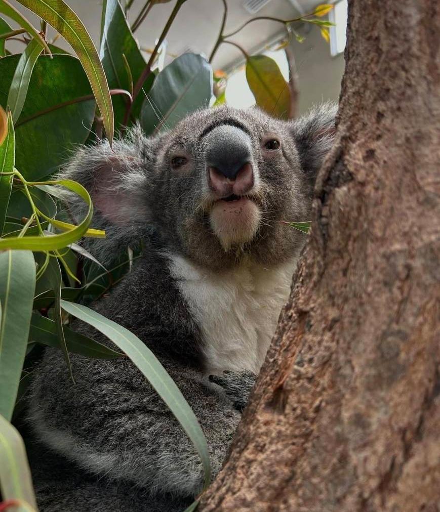 エクステリア設計施工会社チェリーガーデン🌴広報担当Saのつぶやき😋 tweet media