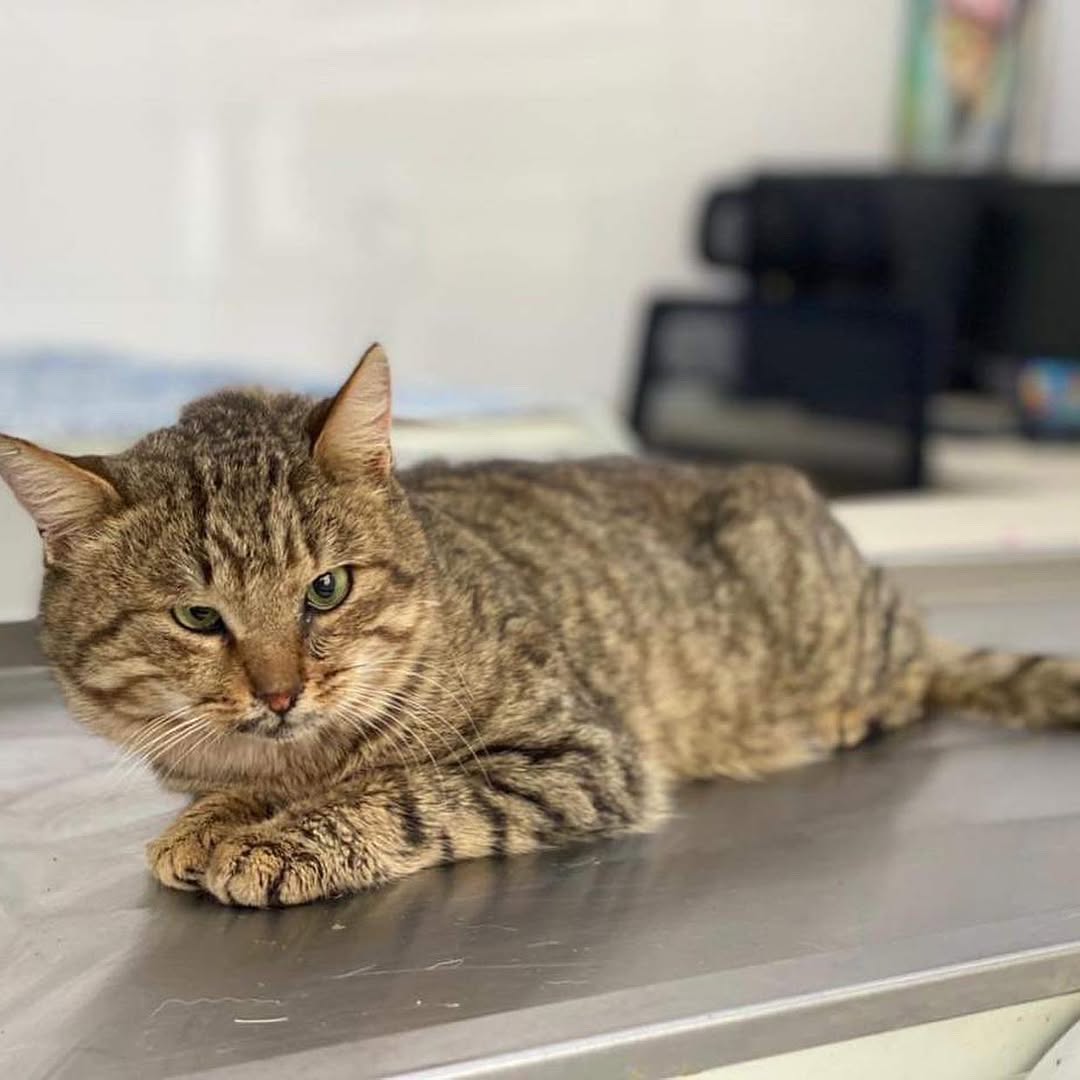 | Poor /Cute l Kitten | Rescue. tweet media