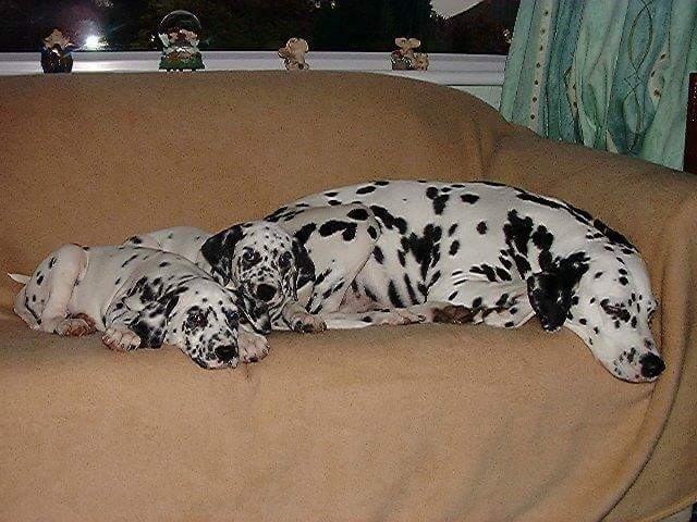 Dave Hutchinson 💙🇺🇦 tweet media