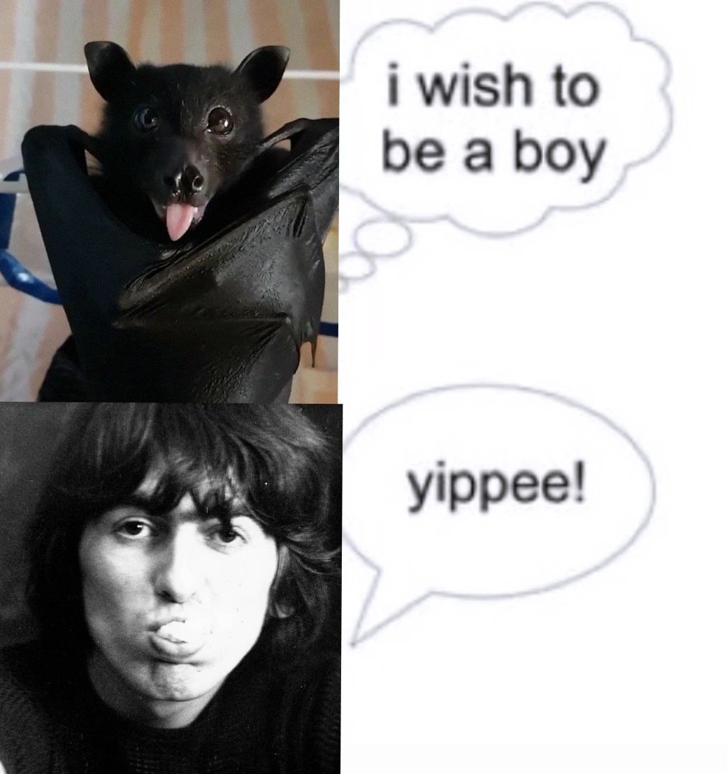 الانسه هاريسون* tweet media