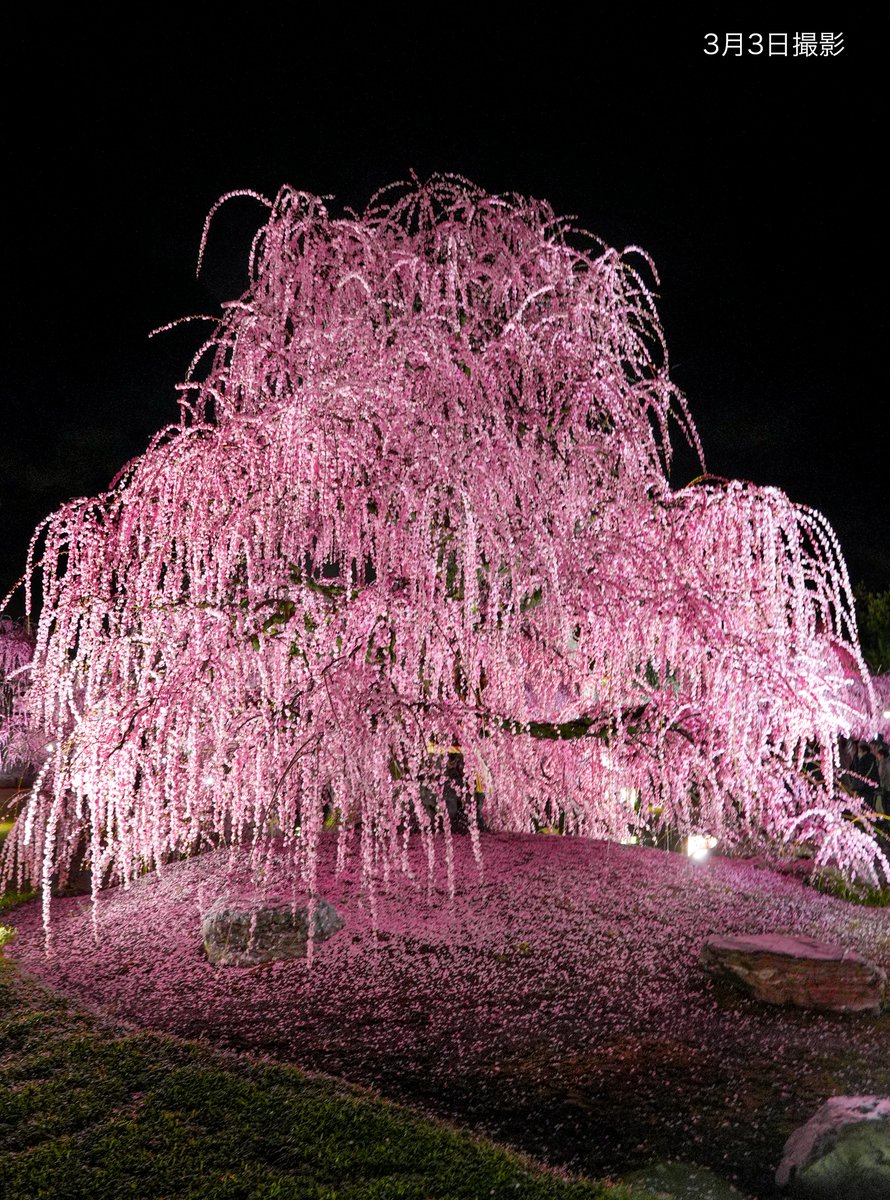 🌸営業終了しました🌸 ＼ 3月16日(月)をもって2026年の営業を終了しま