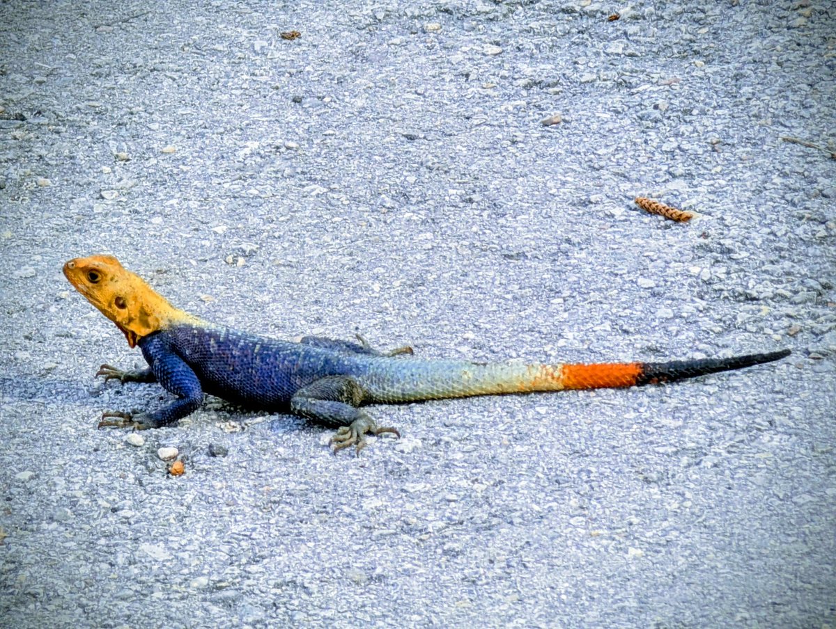 Tony Hom tweet media