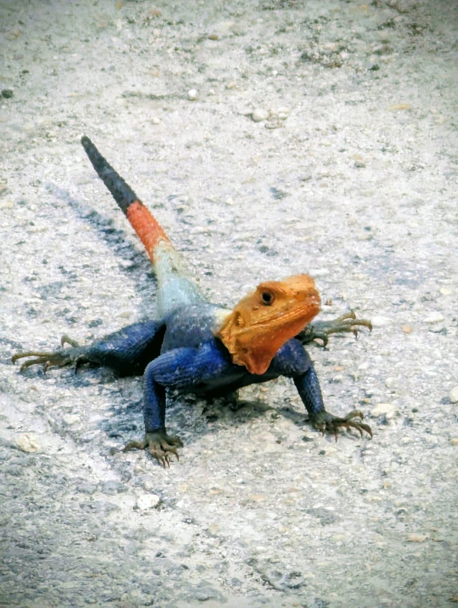 Tony Hom tweet media