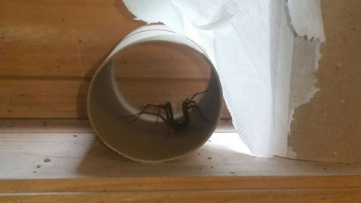 Karak Sonen tweet media