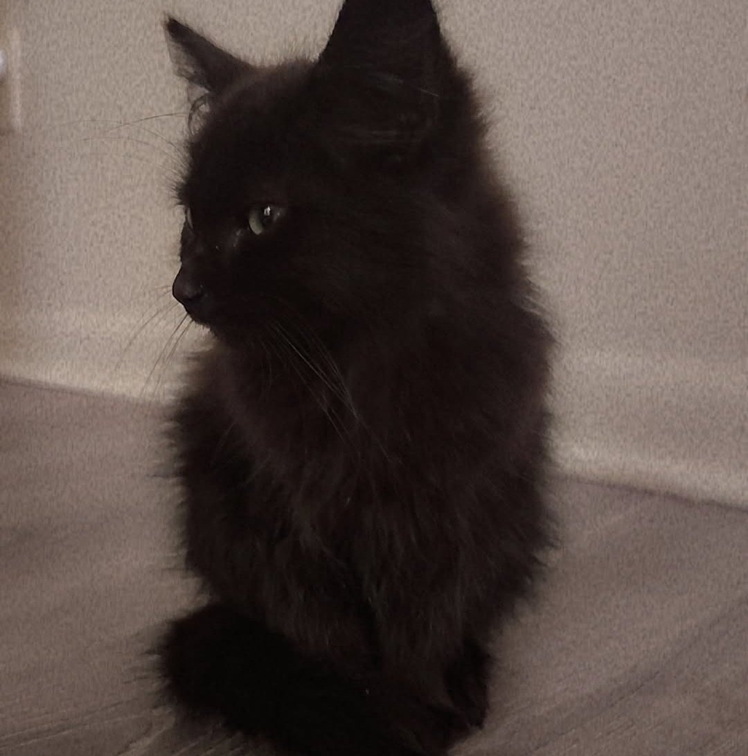 ♔𝒫𝐵 ♡ tweet media