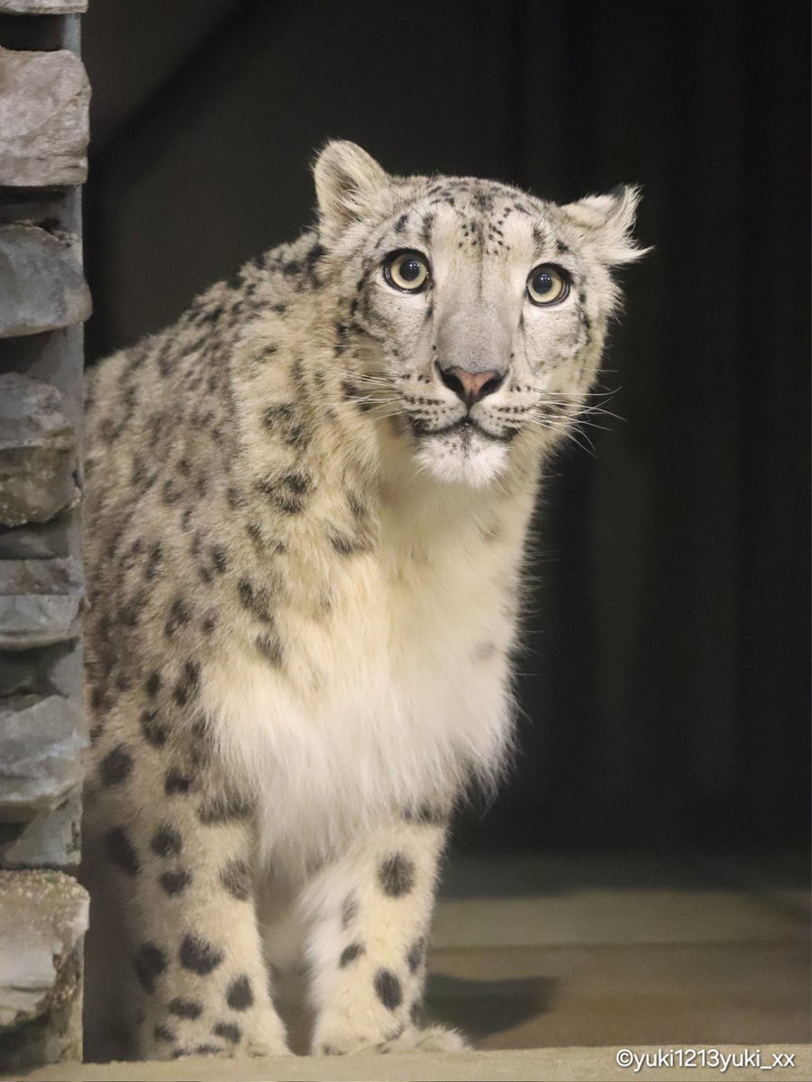 ひょっこり🫶

📷2026/3/16
#いしかわ動物園
#ユキヒョウ ヒメル
#ヒメル2歳