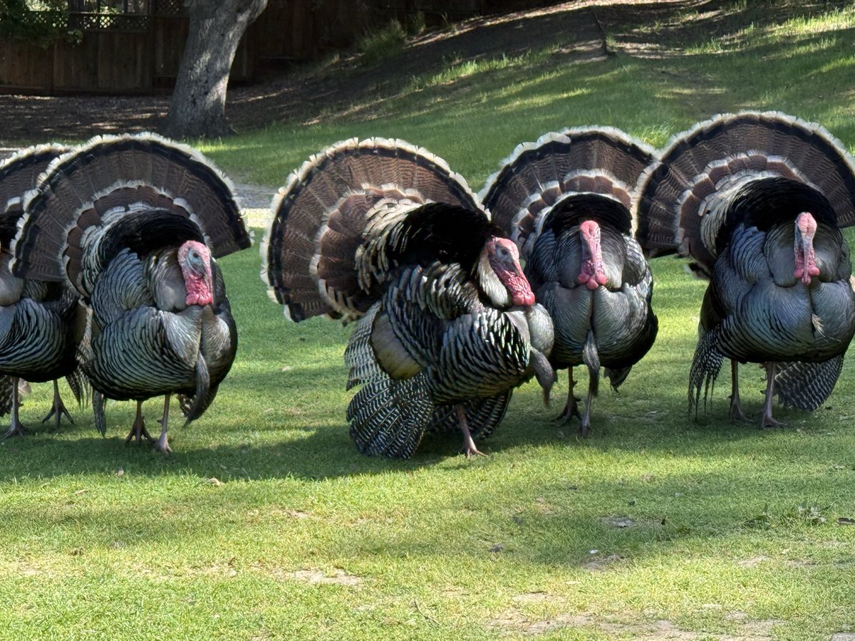 dave_h747's tweet photo. Spring is in the air!
#wildturkeys #nature #wildlife https://t.co/1BZOwzs4Qn
