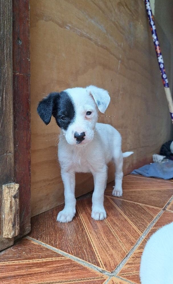 AnimalParaiso's tweet photo. Cachorritos rescatados súper bellos en búsqueda de hogares adoptivos. Dos meses de edad, aprox.

WhatsApp de contacto para interesados: +569 48677458. #Viña #Valpo https://t.co/7PnHAkg6D7