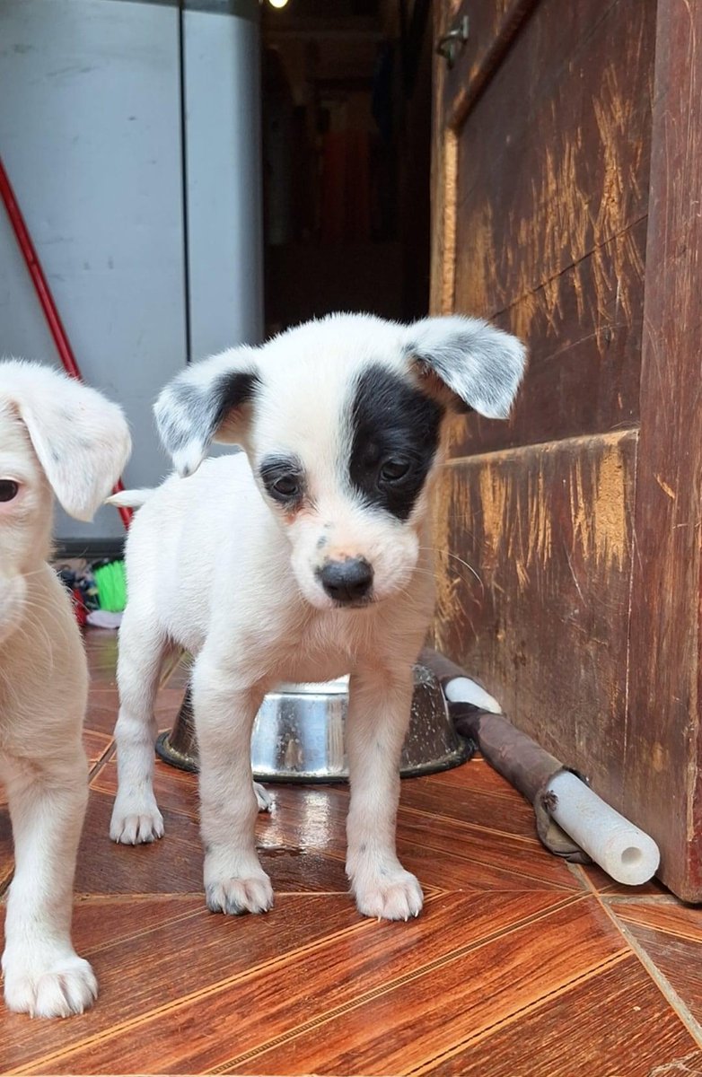 Cachorritos rescatados súper bellos en búsqueda de hogares adoptivos. Dos meses de edad, aprox.

WhatsApp de contacto para interesados: +569 48677458. #Viña #Valpo