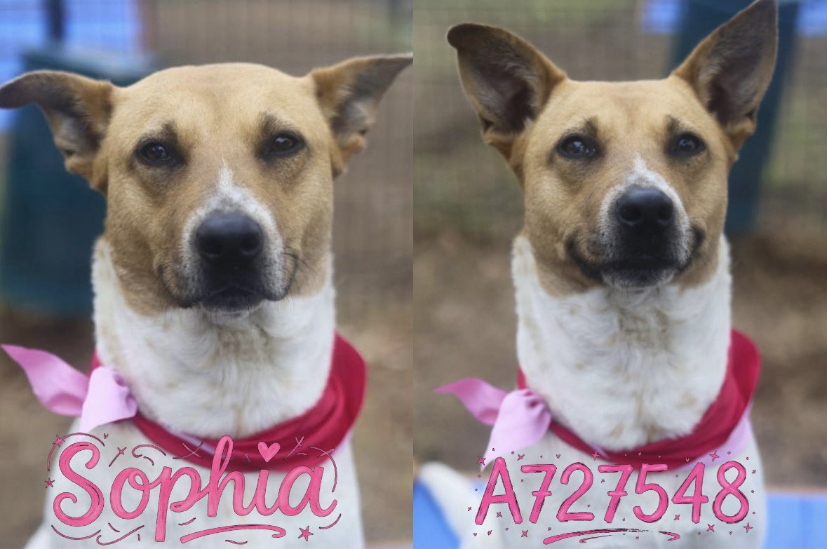 _taysmyoxygen1d's tweet photo. 🆘 POSSIBLY PREGNANT DOG TBK☠️TMW 3.17 BY #SANANTONIO ACS #TEXAS

SOPHIA 💖 #A727548 1yo

💕Sociak w people, a little tense around other dogs but allows them to greet her.
In the yard she preferred laying down watching the other dogs possibly due to undersocialization https://t.co/oHW7kZABxF