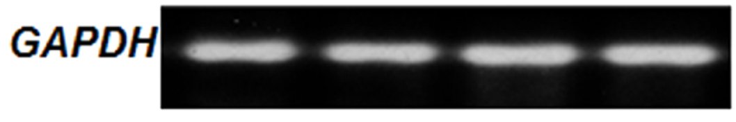 Sholto David tweet media