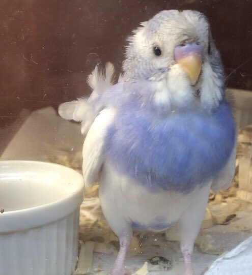 7kaya_chan's tweet image. #無言で天使載せたら何RTくるか
 #ママが一目惚れしたリンドウ君
  #PET-BOX