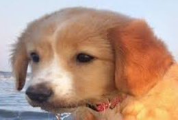 PancreasNoWork tweet media