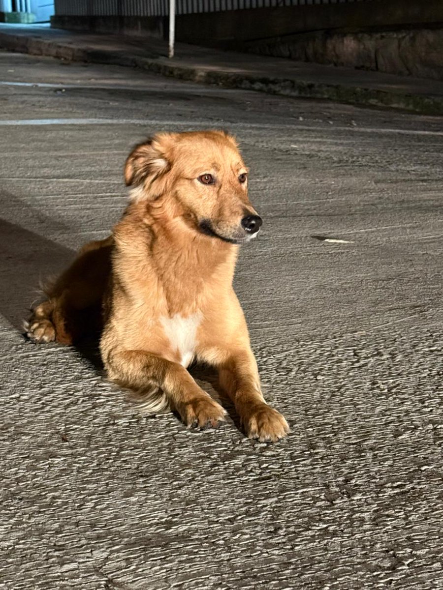 Marce Tabares 🐶 tweet media