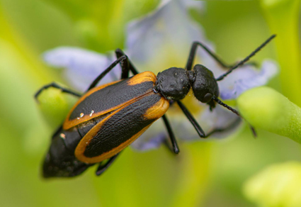 Zootaxa's tweet photo. Taxonomic revision of the southamerican genus #Picnoseus #Solier (#Coleoptera: #Meloidae), including Pyrotini biogeographical considerations
#taxonomy
https://t.co/NOpCeB4GyW https://t.co/9sacZdqKnz