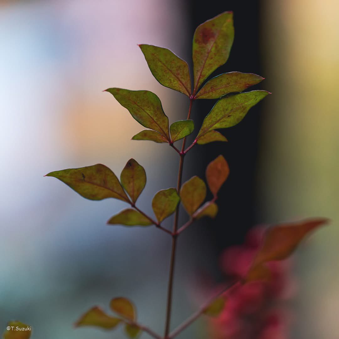 Suzuki＠SONZ tweet media