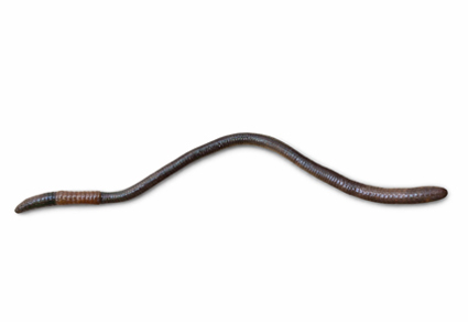 Zootaxa's tweet image. #Earthworm species (#Crassilitellata) from Eastern Amazonia and Northern Cerrado, #Brazil
#taxonomy
doi.org/10.11646/zoota…