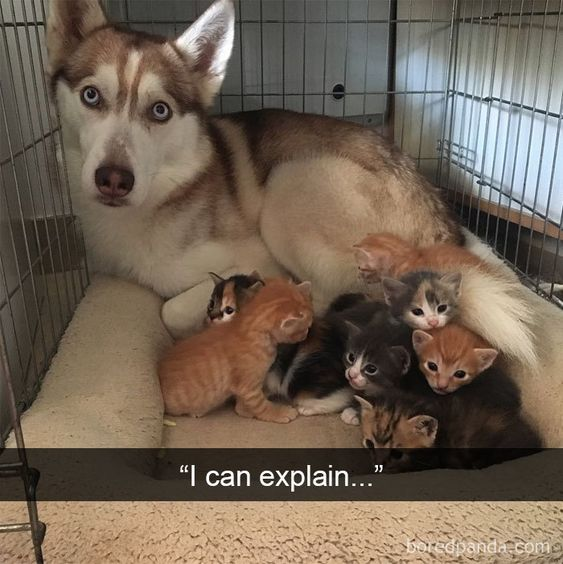 WholesomeMemes (@wholesomememe) on Twitter photo 