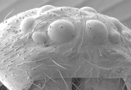 Zootaxa's tweet image. On the arboreal Afrotropical ant-mimicking castianeirine #spider genus #Castianeirodes Strand, 1916 (#Araneae: #Corinnidae)
#taxonomy
doi.org/10.11646/zoota…