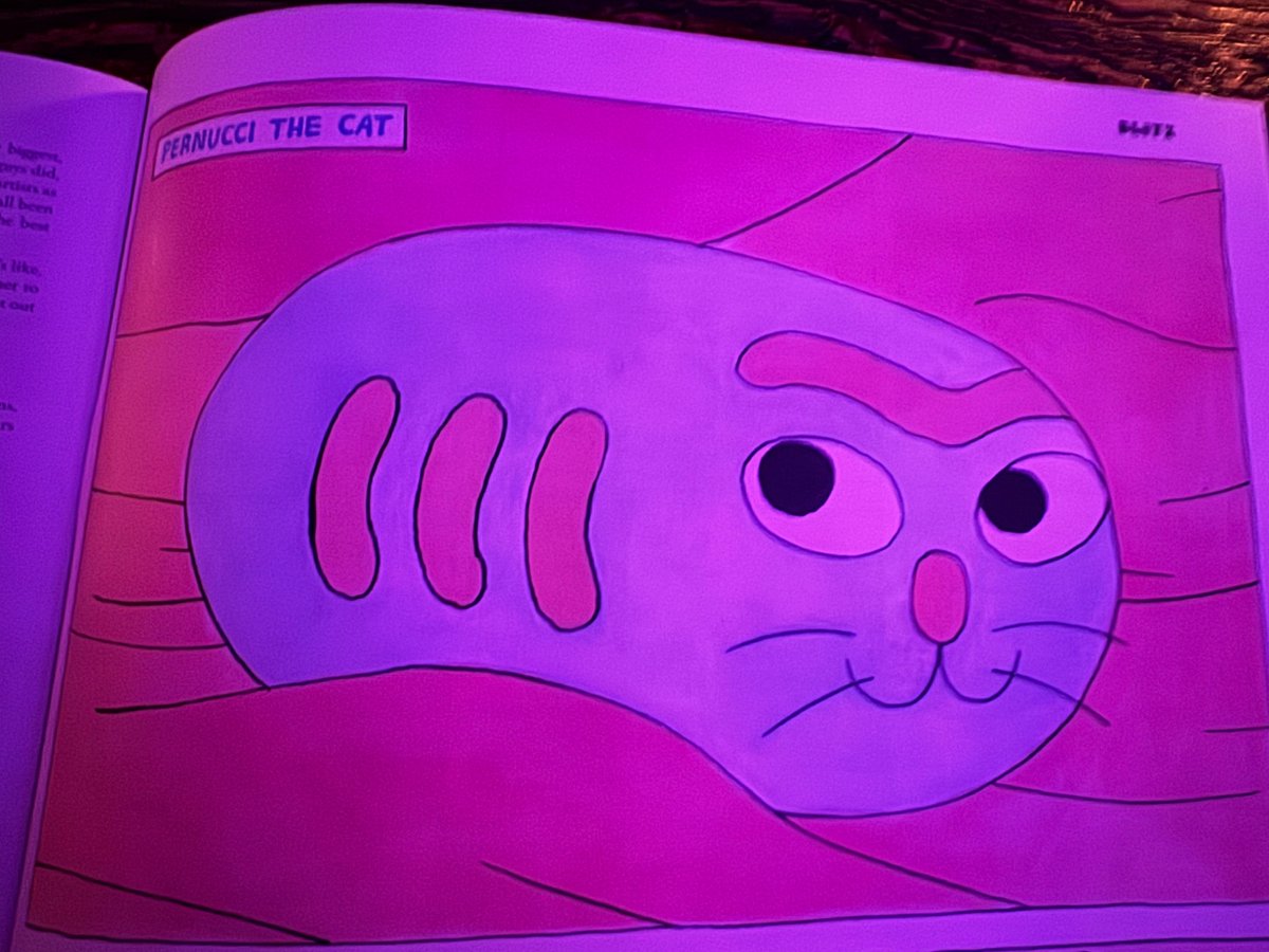 Pernucci the cat. He's definitely warm.