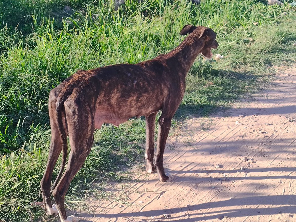 proyectogalgoar's tweet photo. 💔 Miren su cuerpo… todavía tiene leche, pero sus cachorros ya no están.
Esta galga fue mamá hace muy poco.
Su cuerpo lo dice todo: sus mamas todavía están llenas de leche.
Pero sus bebés ya no están.
Alguien se los quitó… y a ella la dejó sola en la calle.
Camina flaca, cansada y confundida, con su cuerpo marcado por el embarazo y la lactancia.
No sabemos dónde están sus cachorros, pero sí sabemos que ella fue descartada después de ser mamá.
A pesar de todo, sigue siendo dulce.
Cuando alguien se acerca, mueve la cola.
Como si todavía creyera que alguien puede quererla.
Y eso es lo que más duele.
🙏 Necesitamos con urgencia una familia que quiera adoptarla.
Un hogar donde pueda descansar, sentirse segura y empezar una nueva vida.
Después de haber sido mamá…
ahora alguien debería cuidarla a ella.
📩 Si podés adoptarla o ayudar difundiendo, escribinos por mensaje.
Sus cachorros ya no están… pero todavía podemos salvarla a ella.
Compartir también salva vidas. 🐾

#AdoptáNoCompres
#Galgos
#AdopciónResponsable
#RescateAnimal
#ProyectoGalgoArgentina

💔🐾 @MiradaDeGalgo @luisnovaresio @yamisimone1983