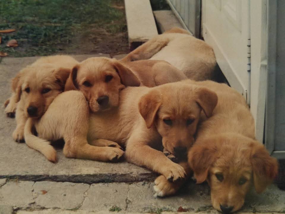 Joe(y) Harrison tweet media