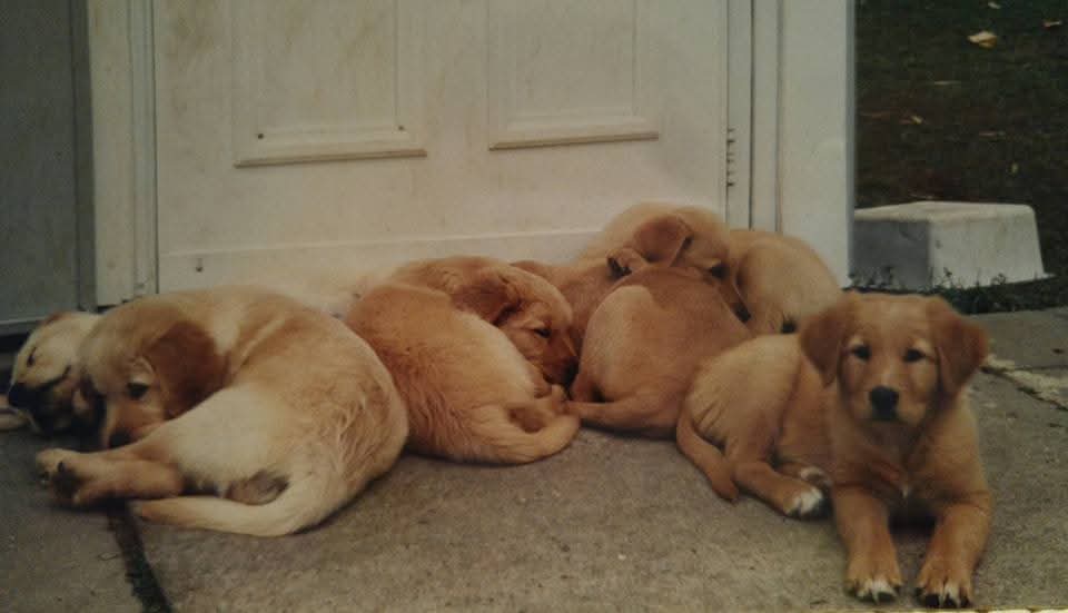 Joe(y) Harrison tweet media