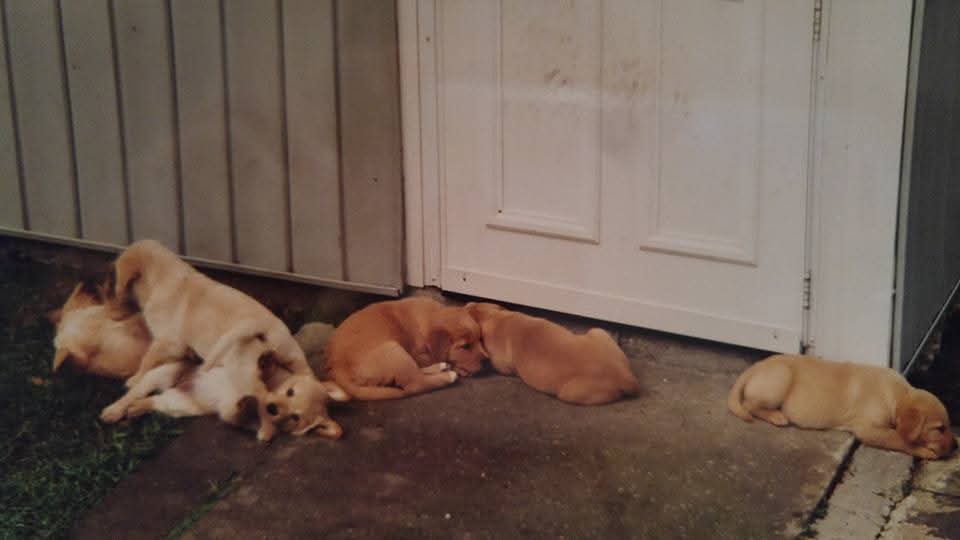 Joe(y) Harrison tweet media