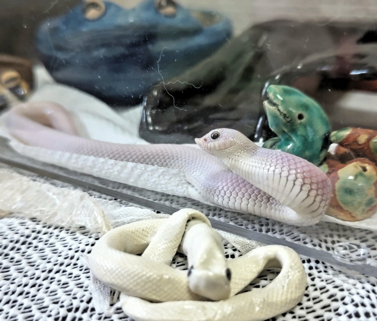 おはよう😶‍🌫️🐍てんてんちゃん

やっぱり、脱皮して前より白くなったよね😆