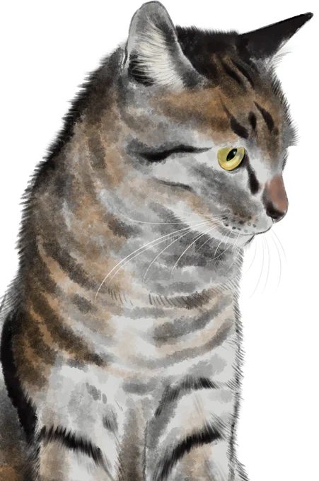猫練習
