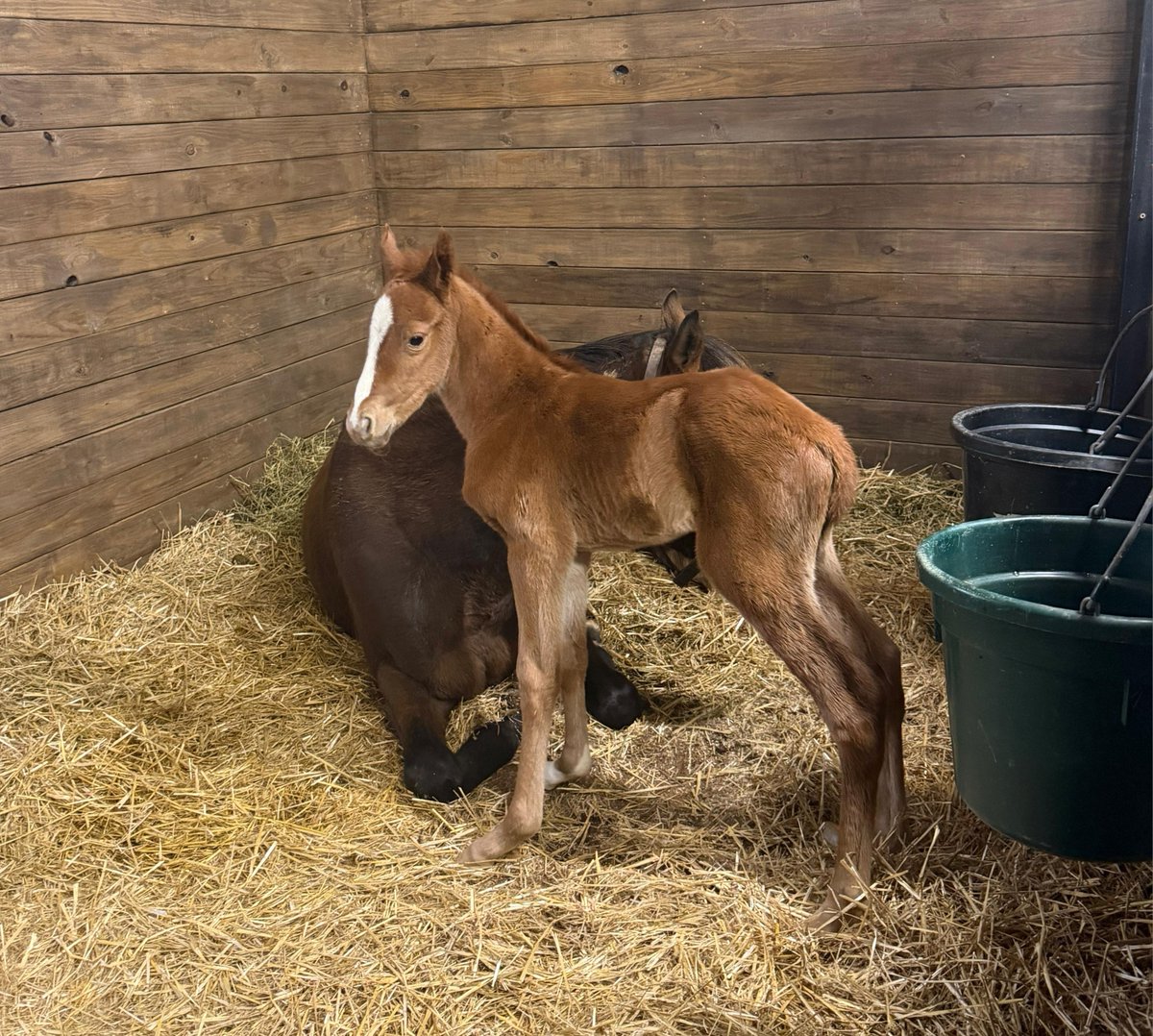 GVG Genetics tweet media