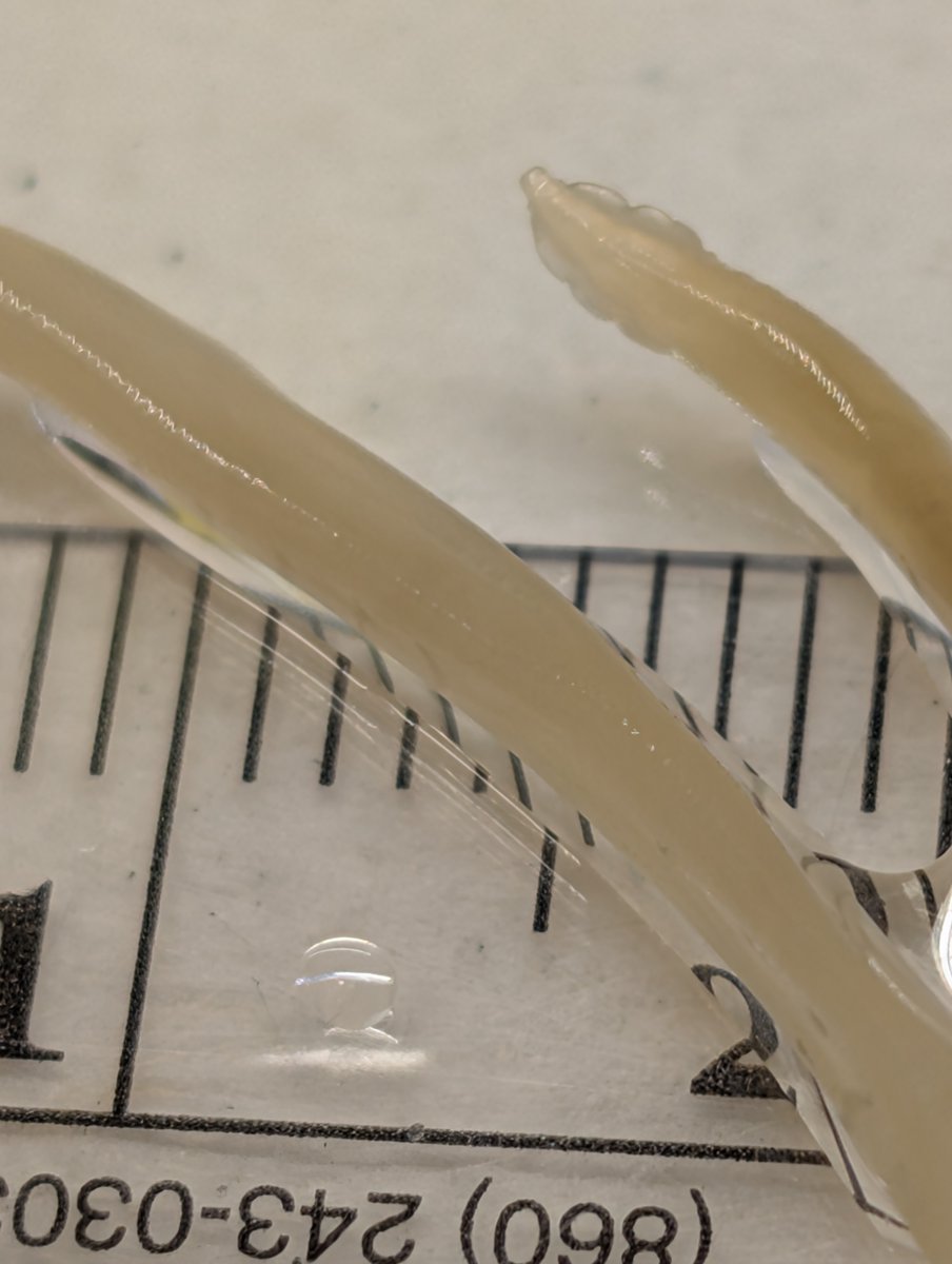 Bobbi Pritt, MD tweet media