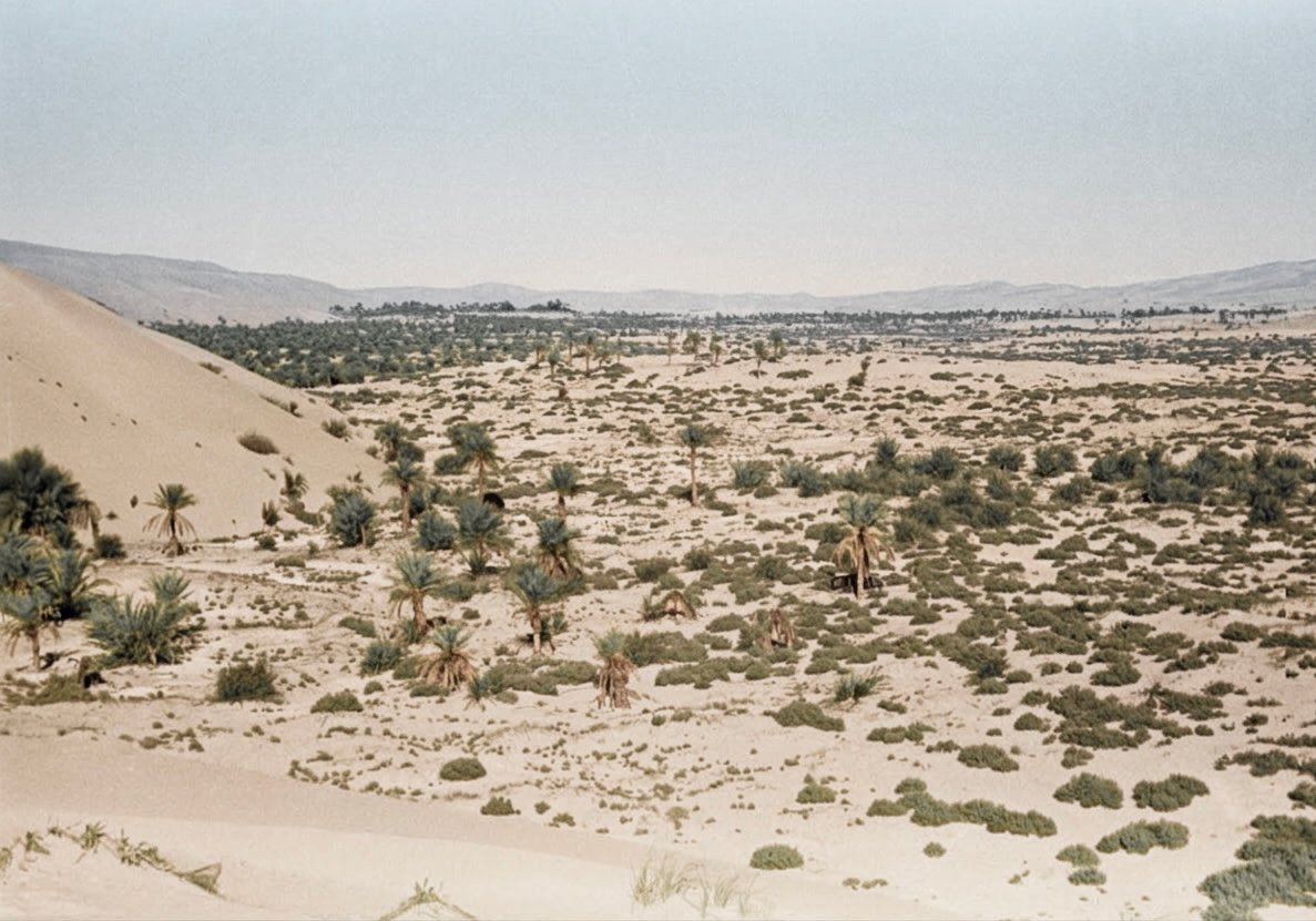 حمد المرر tweet media