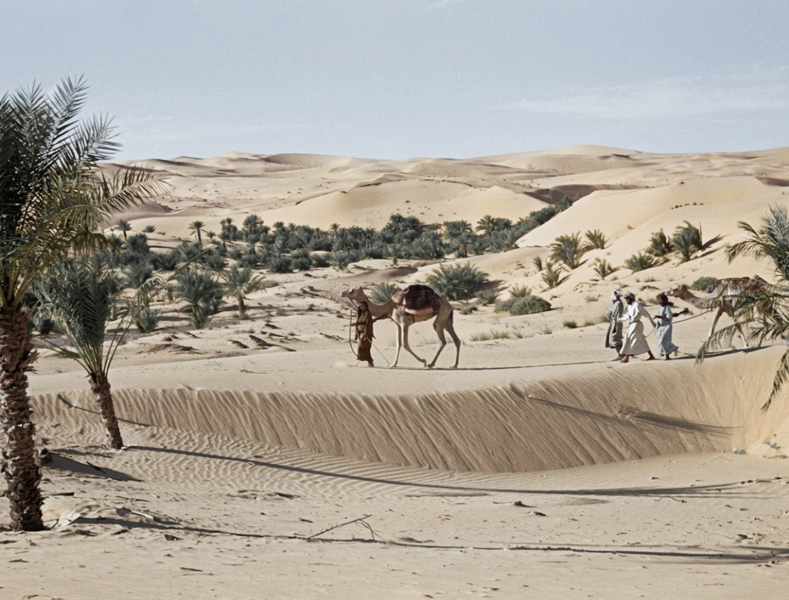 حمد المرر tweet media