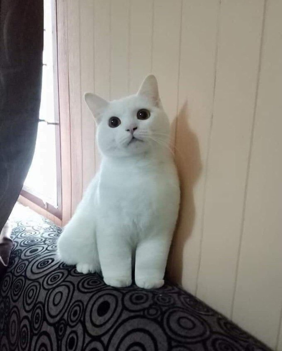 猫しか勝たん tweet media